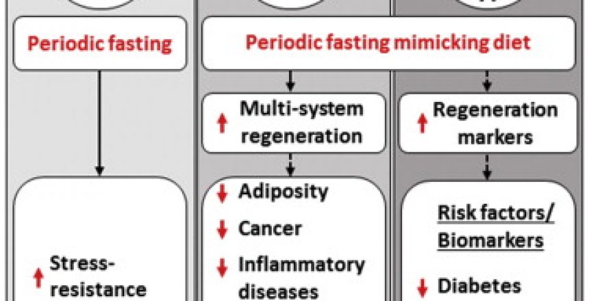 Results of the fasting-mimicking diet in yeast, mice, and humans.
