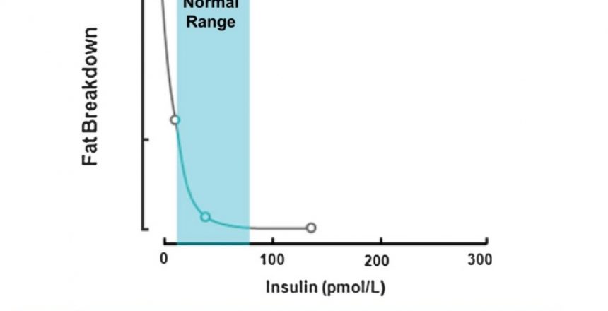 lipolysis and insulin